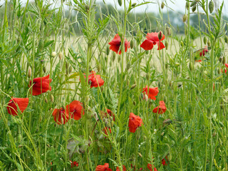Tall grass with red poppies growing in it. They are in full bloom.
