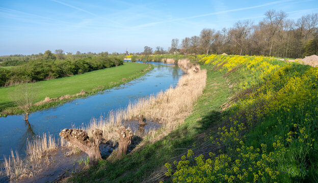 floodplanes of river waal near zaltbommel and windmill near castle waardenburg under blue sky in spring