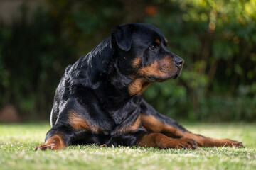 Obraz premium Stunning proud Adult pedigree male Rottweiler sitting and laying grass posing for a photograph, taken at eye level with studio lights on the lawn looking inquisitive, ready to protect 