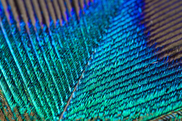 Extreme closeup of the feather of a peacock with beautiful colors.