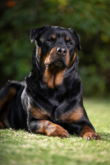 Obraz premium Stunning proud Adult pedigree male Rottweiler sitting and laying grass posing for a photograph, taken at eye level with studio lights on the lawn looking inquisitive, ready to protect 