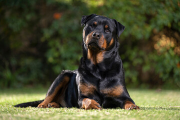 Stunning proud Adult pedigree male Rottweiler sitting and laying grass posing for a photograph, taken at eye level with studio lights on the lawn looking inquisitive, ready to protect 