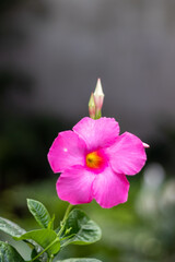 pink orchid flower