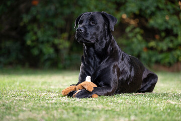 Non pedigree beautiful lovable cross breed dog pet, showing that dogs are truly mans best friend. Playing on the lawn with her teddy bear, having fun and enjoying 