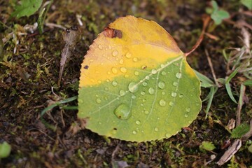 Green and yellow wet leaf with water droplets after a rain on the forest floor.