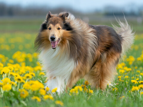 Dark-sable Collie-Deck-R&uuml;de springt durch eine L&ouml;wenzahn-Wiese