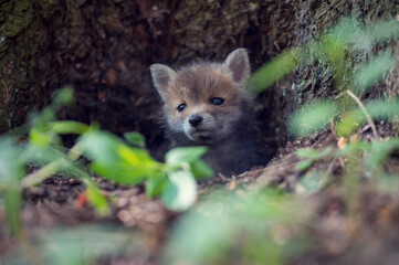 Little fox cub in the forest. Wildlife nature photos. Young fox explores the surroundings. A month old puppy fox.