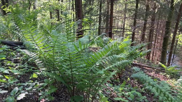 fern in beautiful forest in spring