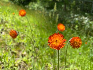 コウリンタンポポ