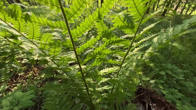fern in beautiful forest in spring