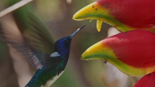 White-necked jacobin feeding on a Heliconia flower, closeup