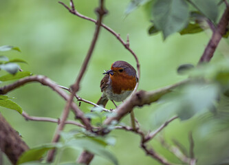 robin on a branch with bugs in beak