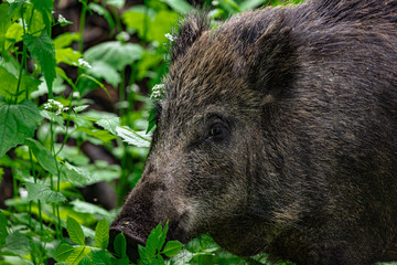 wild boar in the woods