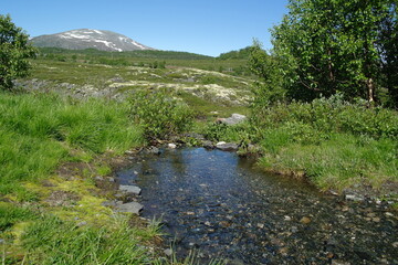 mountain river in the summer