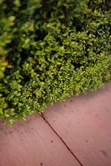 Sidewalk red concrete edge of foliage, road, walking