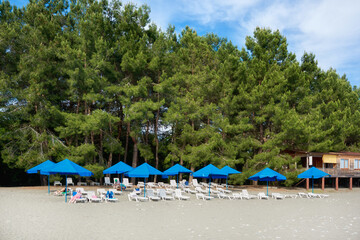 Fototapeta na wymiar Sun loungers and umbrellas against the backdrop of a pine forest. Sandy beach near the pine forest.