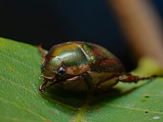 Asian beetle on a green plant leaf