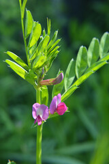 Black peas (Vicia sativa subsp. nigra) grow in nature