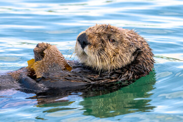 A sea otter in Moss Landing, California.