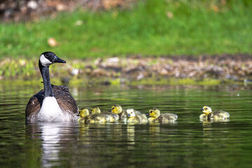 Canada Goose (Branta canadensis) with Fledglings
