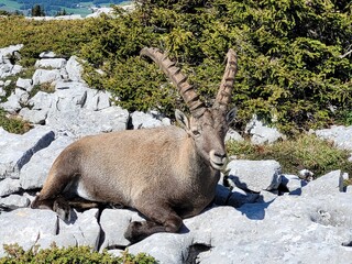 chamois, isard, bouquetin sur rocher au soleil