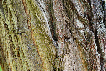 Poplar bark close up. Bark of a tree. Wood texture.