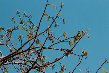 myna on a tree branch
