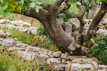 A miraculous tree on the ruins of Chersonesus, Sevastopol, Crimea.
