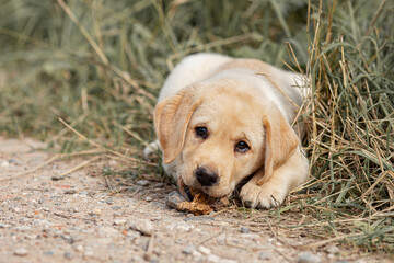 Portrait of beige Labrador retriever puppy playing outdoors in summer