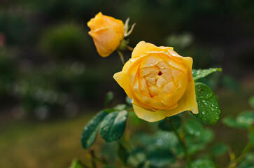 Vibrant Yellow Rose Bush: Capturing the Beauty of Live, Untrimmed Roses
