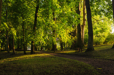 Green Park Vibes: Springtime Sunset with a Serene Road