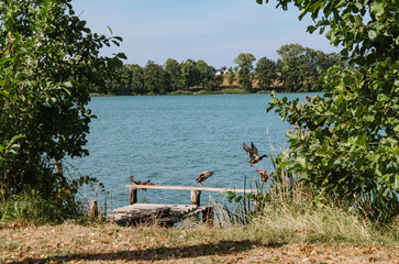 Sunny Day by the Lake or River: Landscape with Ducks Swimming, Boat Dock, and a Leisure Pier