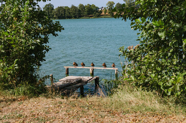 Sunny Day by the Lake or River: Landscape with Ducks Swimming, Boat Dock, and a Leisure Pier
