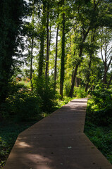 Green Park Vibes: Springtime Sunset with a Serene Road