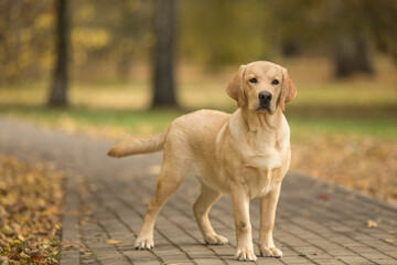 Biege Labrador dog walking in the park with autumn background 