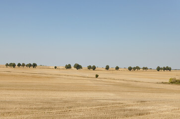 Landscape: Yellow Field with Small Trees on the Horizon