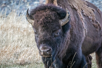 Bison bull standoff, head and shoulder, in a meadow of the northwest wilderness area of Wyoming in spring.