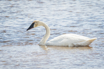 Trumpeter swan in the Yellowstone River of Wyoming in Yellowstone National Park. 