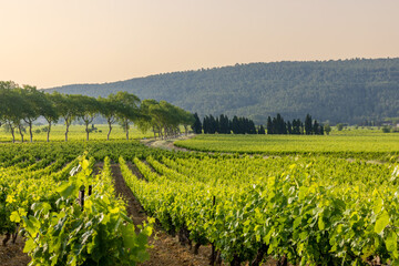 Vines, grapes and viticultural landscape of the South of France.