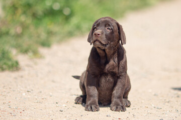 Portrait of brown Labrador retriever puppy playing outdoors in summer
