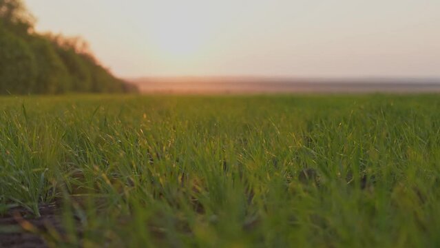 agricultural. farm green field of early wheat at sunset sunset sunlight motion. agriculture farm concept. green grass swaying in the wind beautiful green wheat field sun. subsistence farming business