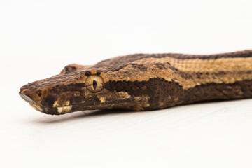 the Indonesian tree boa Candoia carinata or Pacific ground boa snake isolated on white background