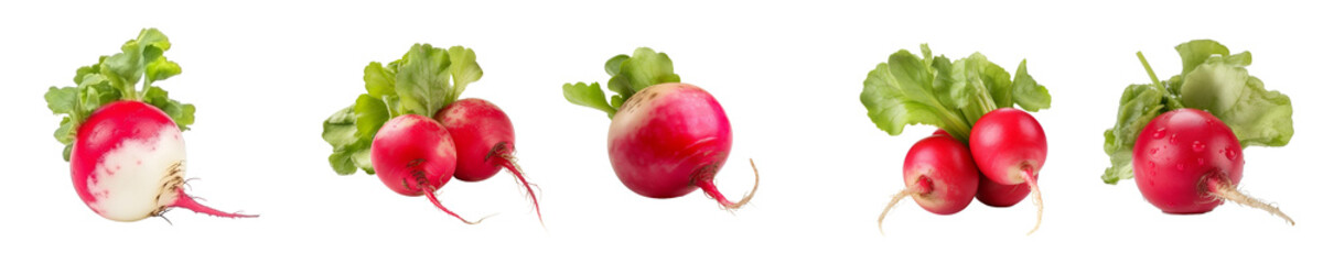 Set of radish isolated on transparent background	