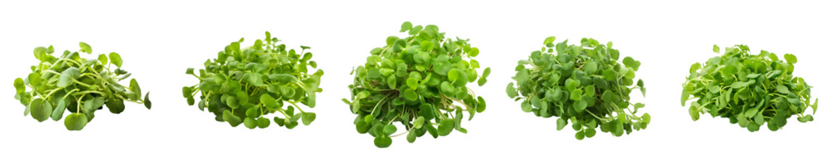 Set of watercress isolated on transparent background	