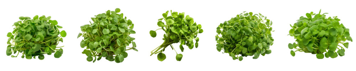Set of watercress isolated on transparent background	