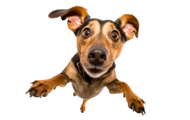 Tuinposter Cute playful doggy or pet is playing and looking happy isolated on transparent background. dachshund young dog is posing. Cute, happy crazy dog headshot smiling on transparent, png © Viks_jin