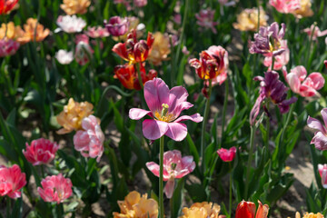 aged parrot tulips in a garden bed with spectral light