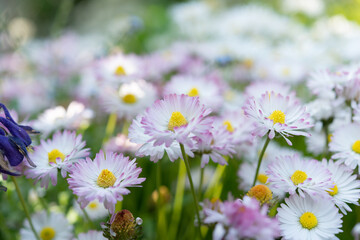 Fototapeta premium English daisies close up