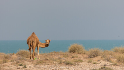 camel in the desert with the sea in the background looking back