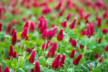 Landscape. Trifolium incarnatum, crimson clover or Italian clover. Field of flowering crimson clovers (Trifolium incarnatum) in spring rural landscape.
